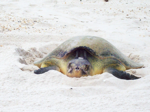 Things To Do Navarre Beach Sea Turtle Conservation Center
